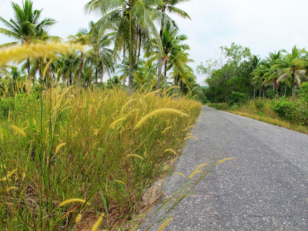 a road surrounded by tall grass and palm trees
