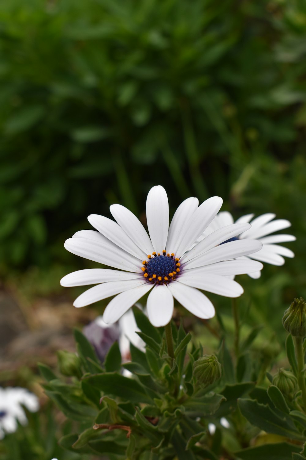 a white flower with a blue center in a garden