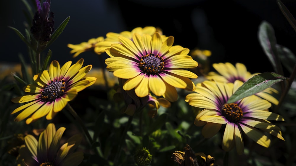 a bunch of yellow flowers with purple centers