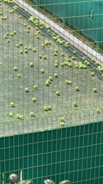 A number of green tennis balls are scattered across a grass field, with some built-up areas featuring grates or drainage channels. A green wire fence encloses the area, and there are green barriers along the edges.