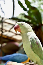 A soft-focus close-up of a small green parrot perched calmly on a branch bathed in warm morning light.