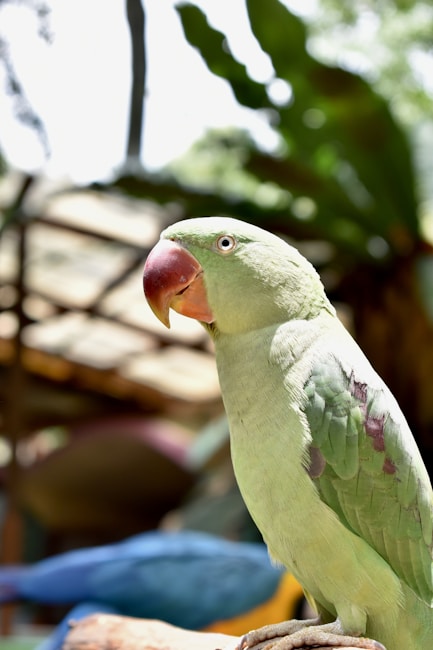 A green parrot with a bright red beak perches on a branch. The parrot is in focus with soft natural lighting highlighting its feathers. The background is slightly blurred, featuring a large green leaf and some wooden structures, creating a tropical ambiance.