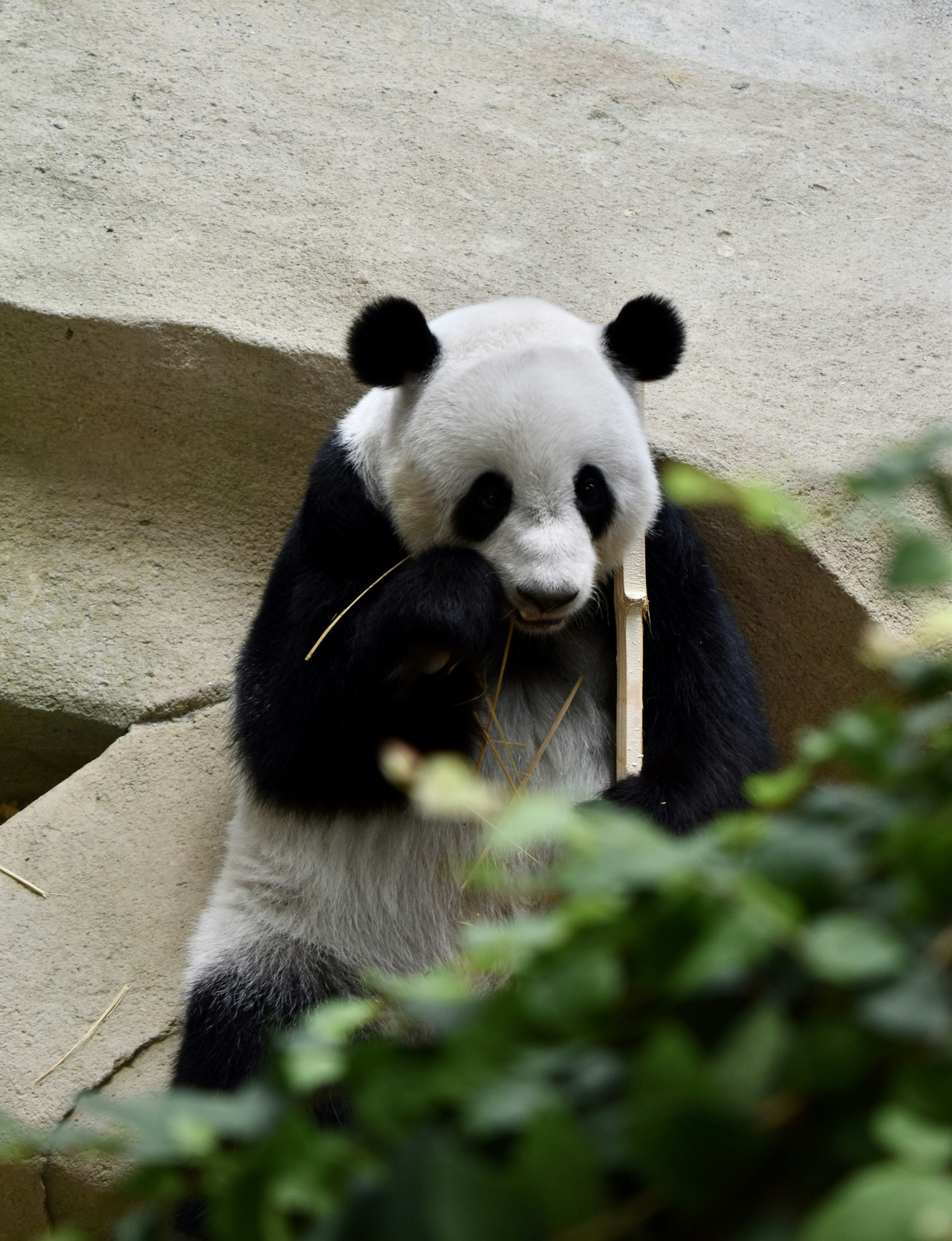 a panda bear holding a bamboo stick in its mouth