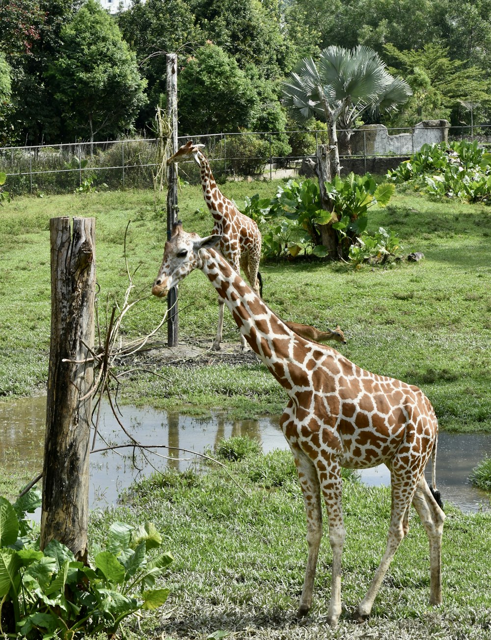 a couple of giraffe standing on top of a lush green field