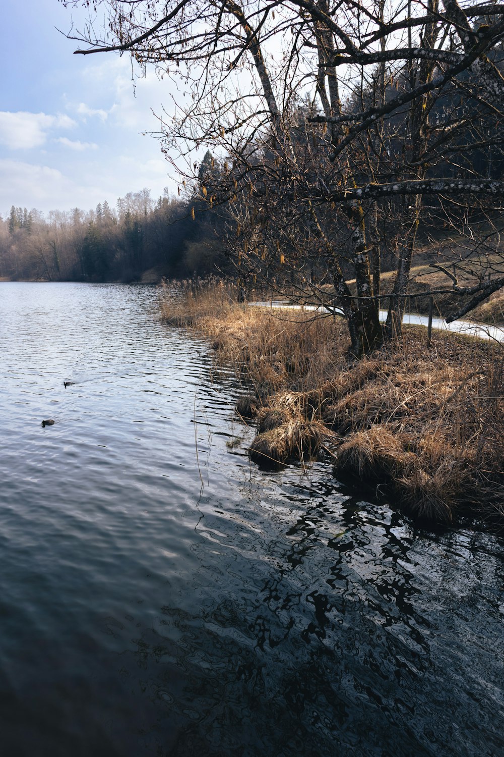 uno specchio d'acqua circondato da alberi ed erba