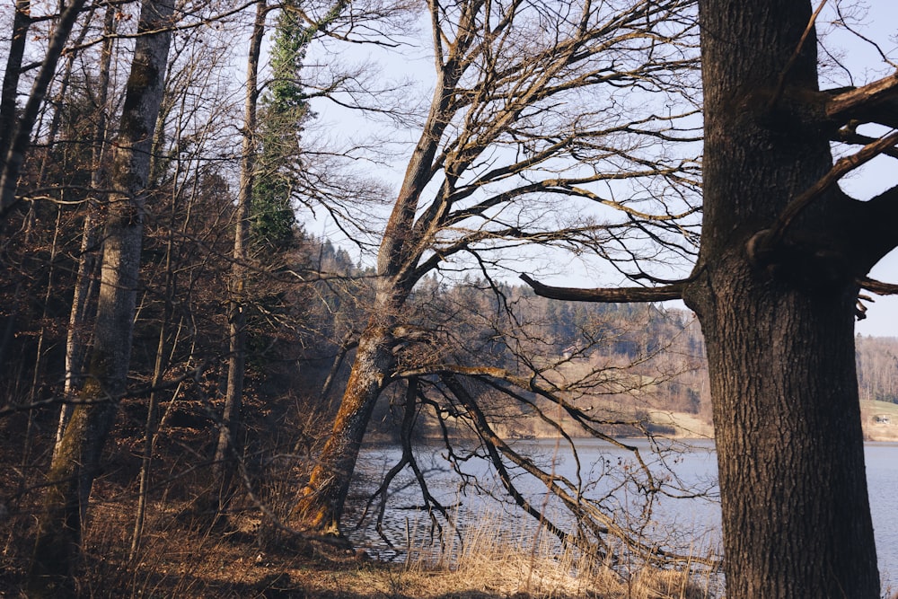 uno specchio d'acqua circondato da molti alberi