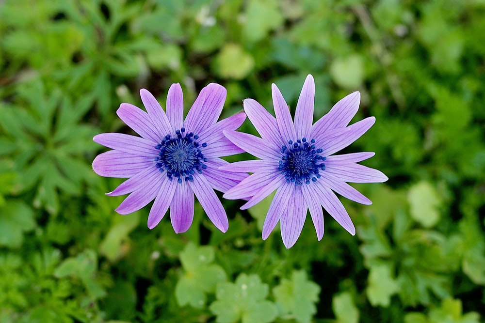 a couple of purple flowers sitting on top of a lush green field