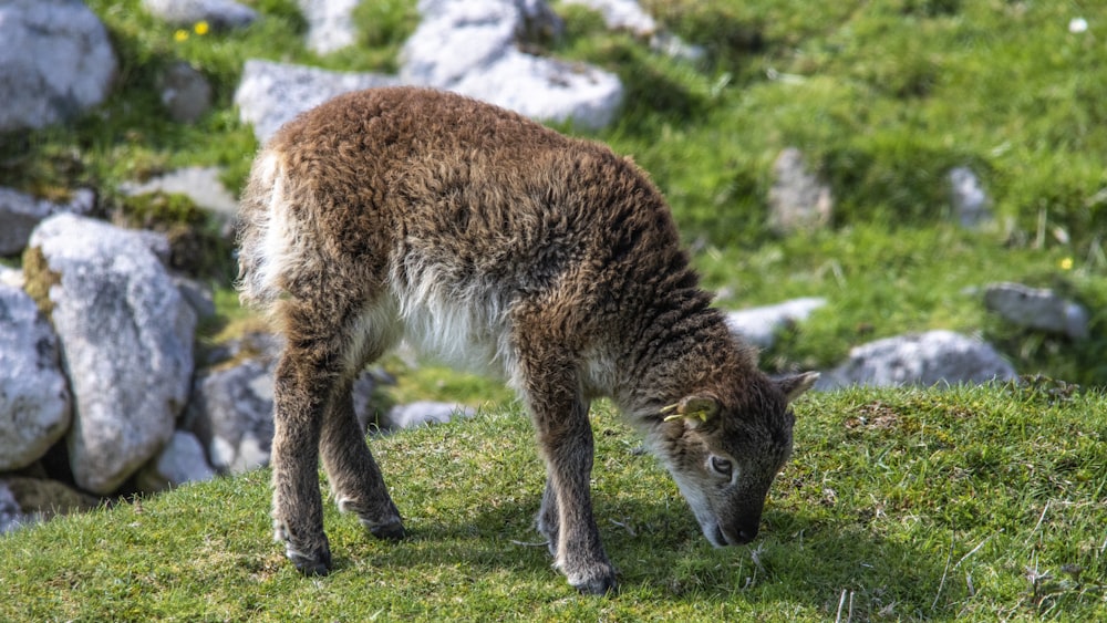 a brown and white animal eating grass on a hill