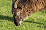 Close-up of a healthy Brazilian sheep with thick wool in a sunny pasture.