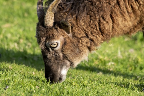 Close-up of a Texel sheep in a green pasture under bright sunlight.