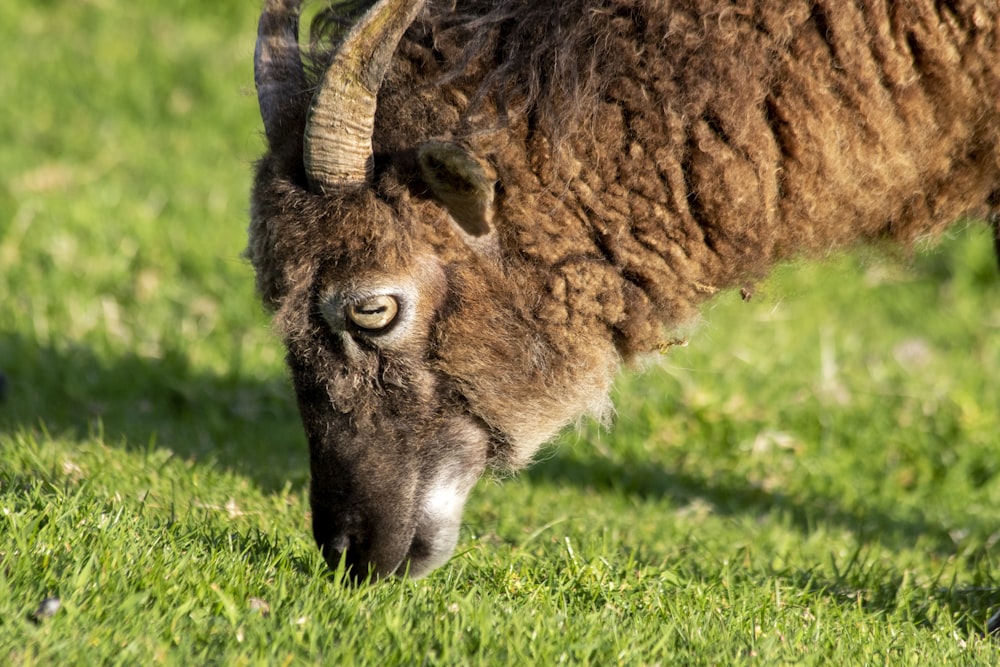 a brown goat grazing on a lush green field