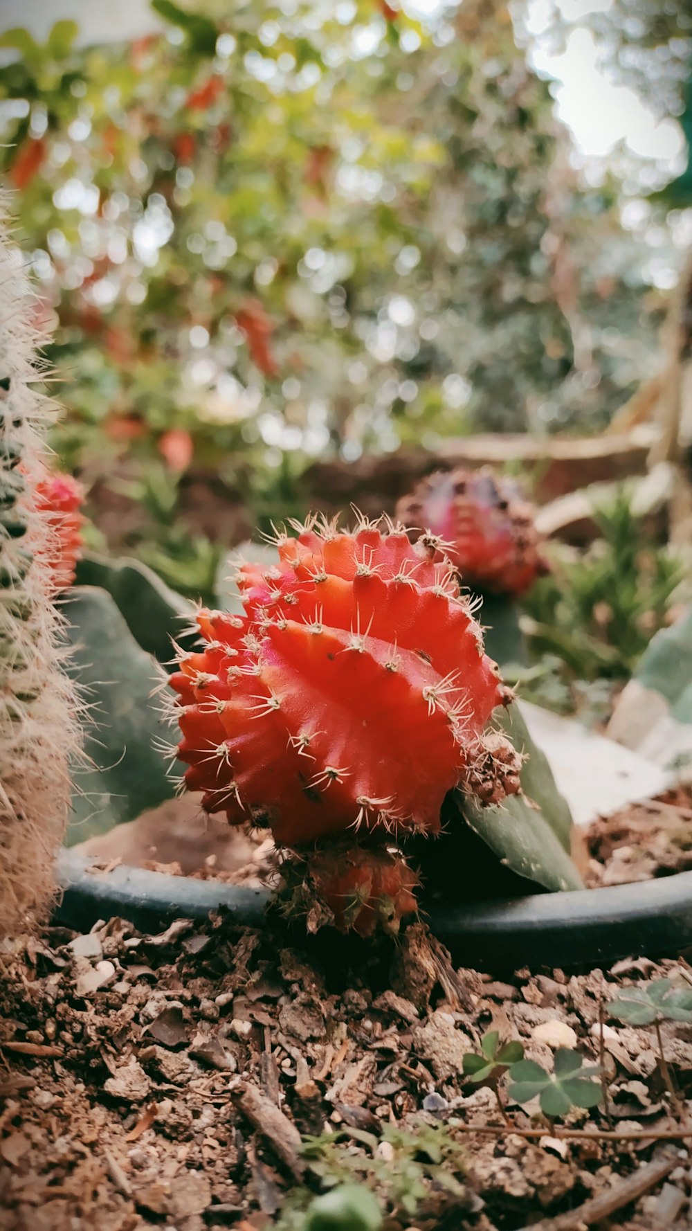 a red cactus in a garden with other plants