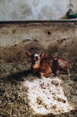 A lamb resting beside its mother in a cozy barn with warm light.