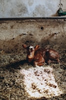 Close-up of a calf nestled comfortably in soft straw under morning light.