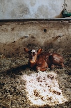 A rustic barn with cattle resting comfortably inside, bathed in warm natural light.