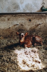 Close-up of a farmer gently feeding a calf inside a cozy barn.