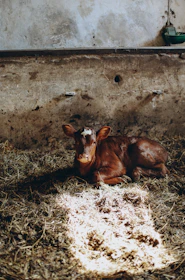 A cozy sanctuary barn with animals resting comfortably inside.