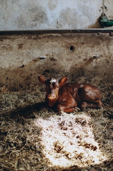 A rustic barn with cattle resting comfortably inside, bathed in warm natural light.