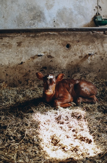 A warm barn scene showing a breeder gently holding a young animal, surrounded by notes and a laptop.