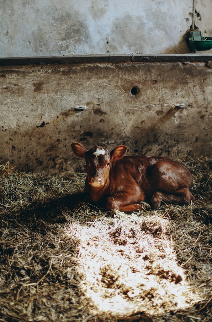 Dairy Mineral Supplement