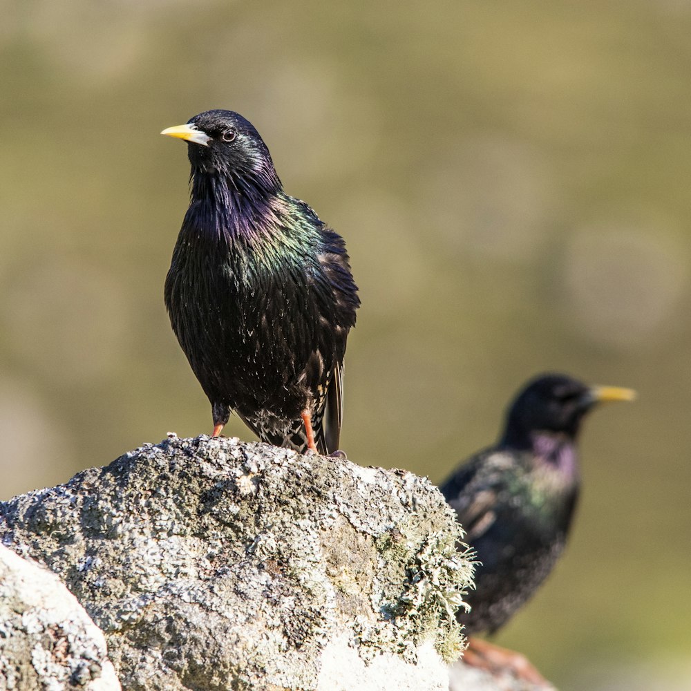 a couple of birds sitting on top of a rock