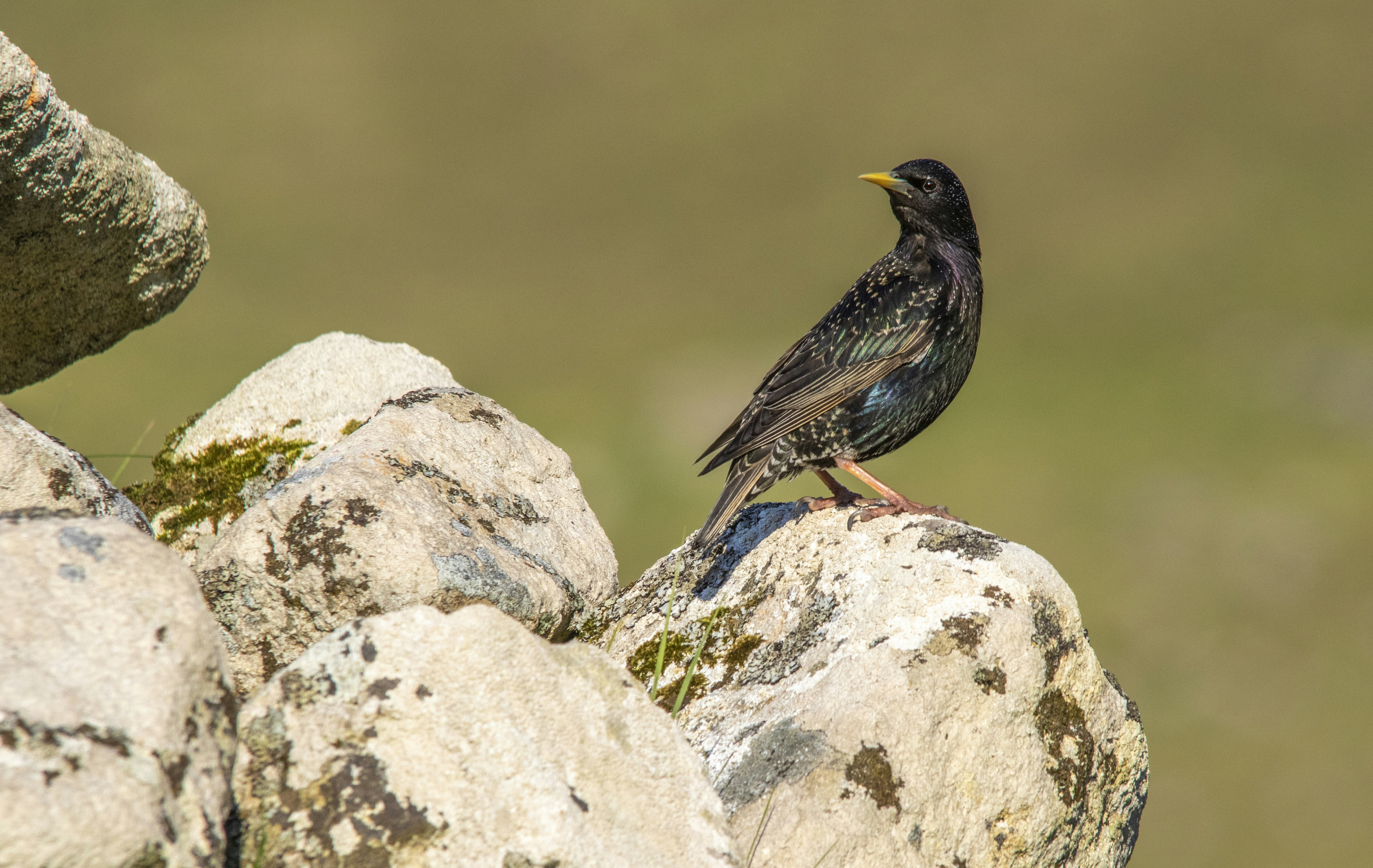 A black bird sitting on top of a rock photo – Free St kilda Image on ...