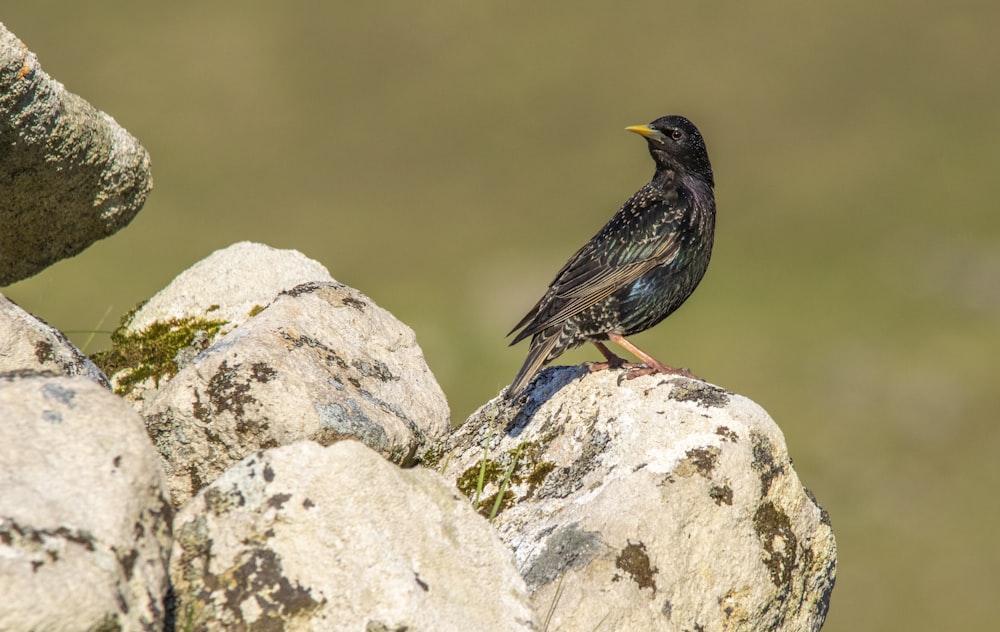 a black bird sitting on top of a rock