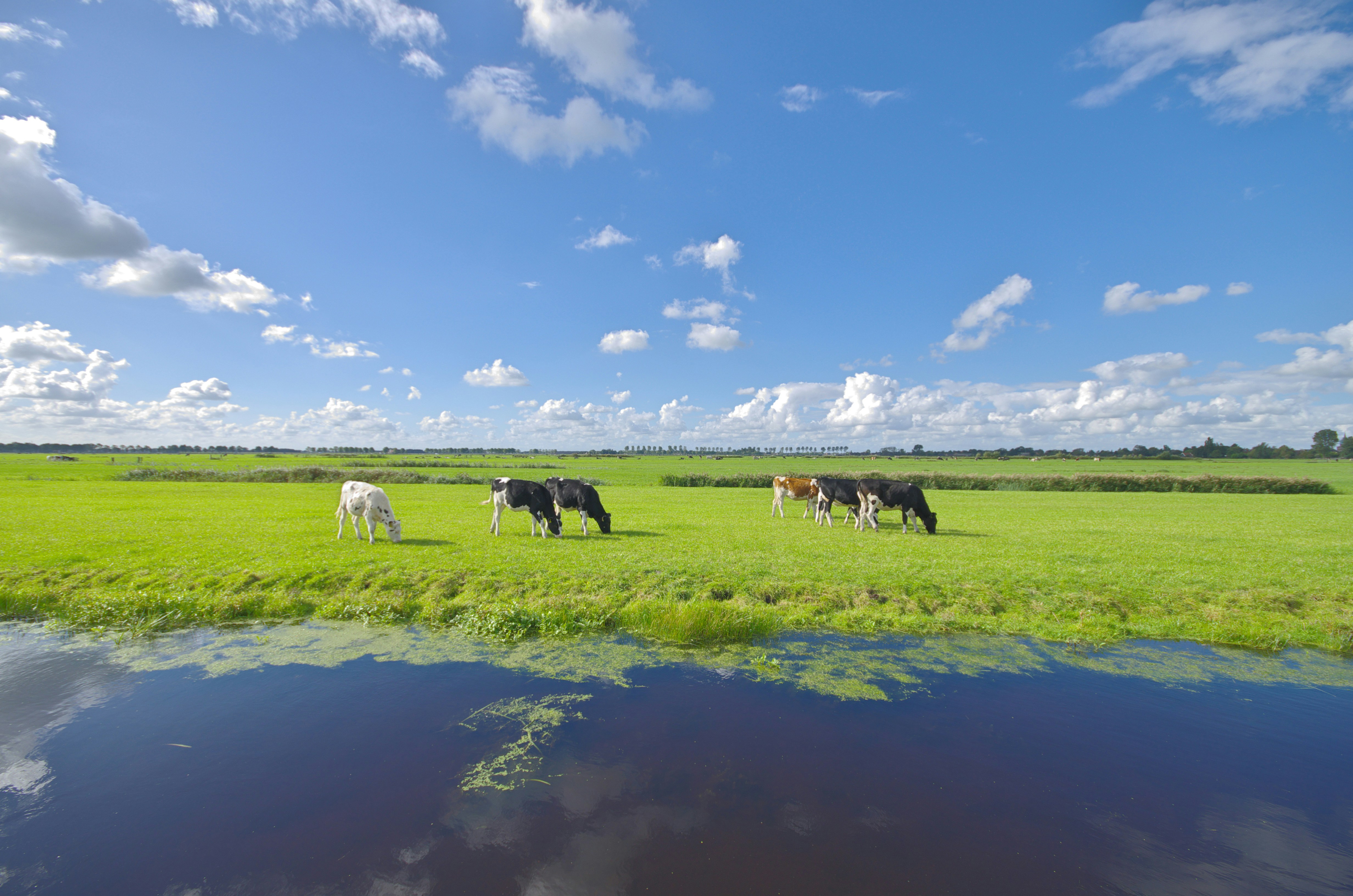 a herd of cattle grazing on a lush green field