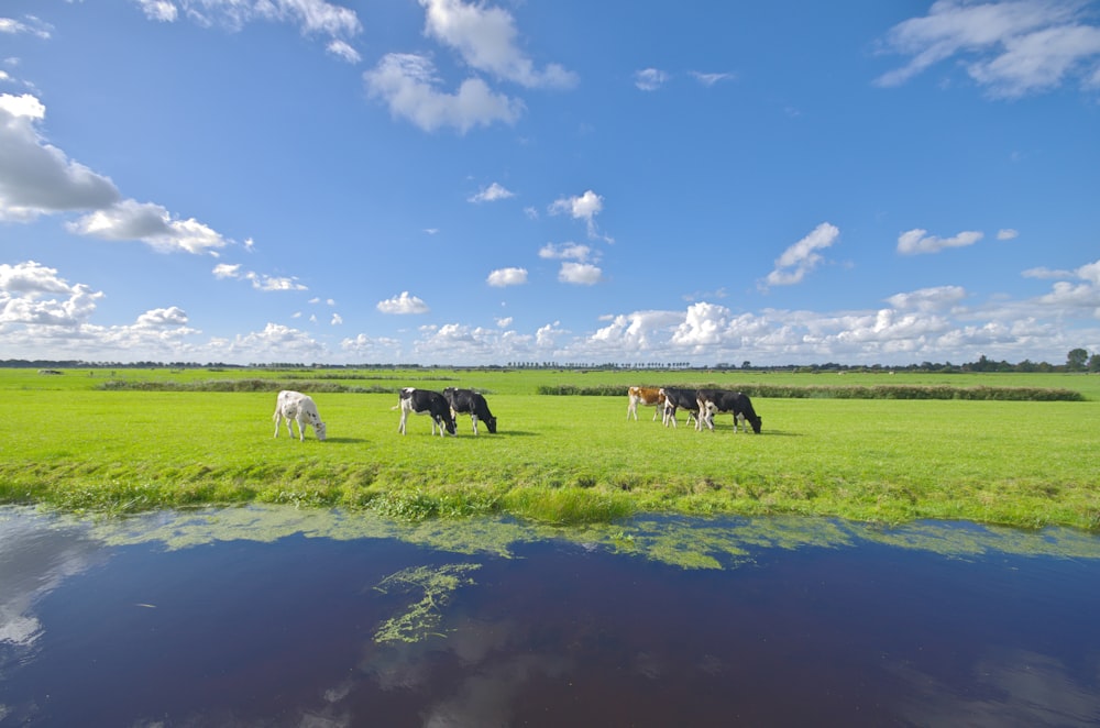 a herd of cattle grazing on a lush green field