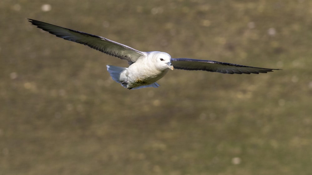 a white and black bird flying over a field