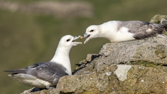 Two birds perched on a rocky surface appear to be interacting with open beaks, possibly indicating communication or feeding behavior. The birds have white and gray plumage, set against a blurred natural background.