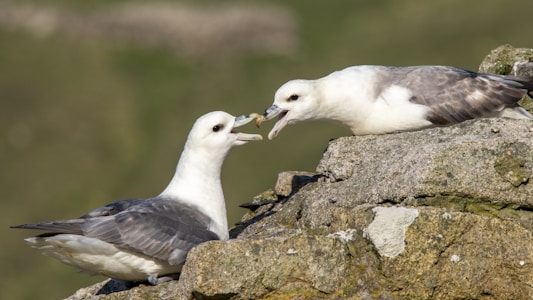 Two birds perched on a rocky surface appear to be interacting with open beaks, possibly indicating communication or feeding behavior. The birds have white and gray plumage, set against a blurred natural background.