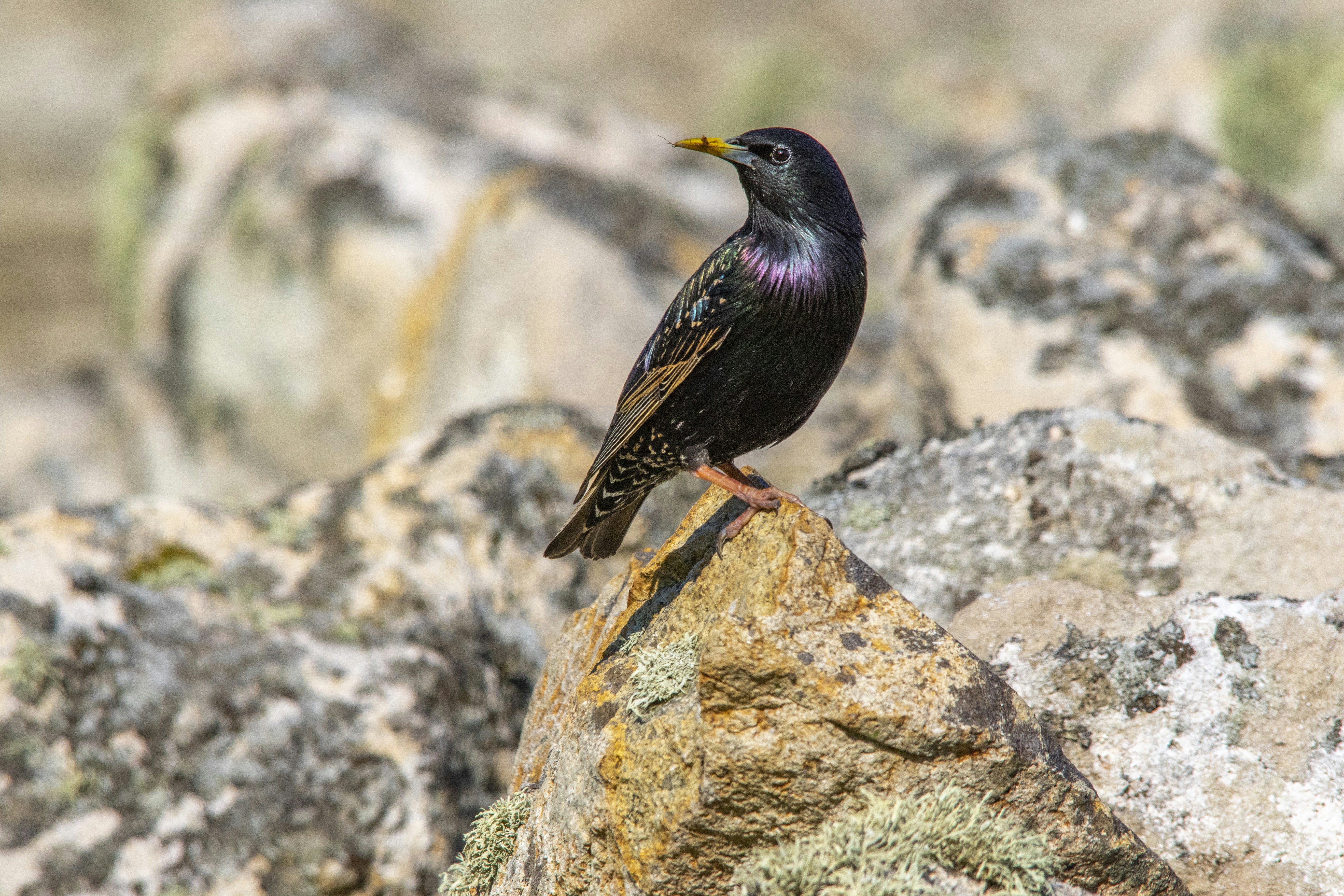 a black bird sitting on top of a tipped rock