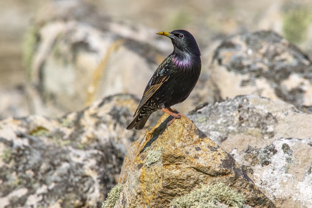 a black bird sitting on top of a rock