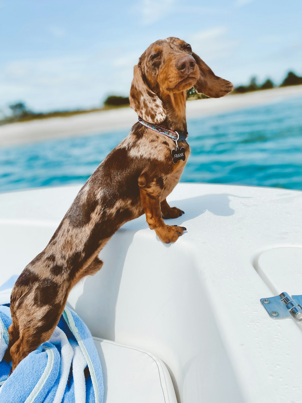 a brown and black dog standing on the back of a boat