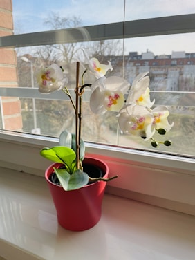 A beginner happily tending to a blooming orchid plant indoors.
