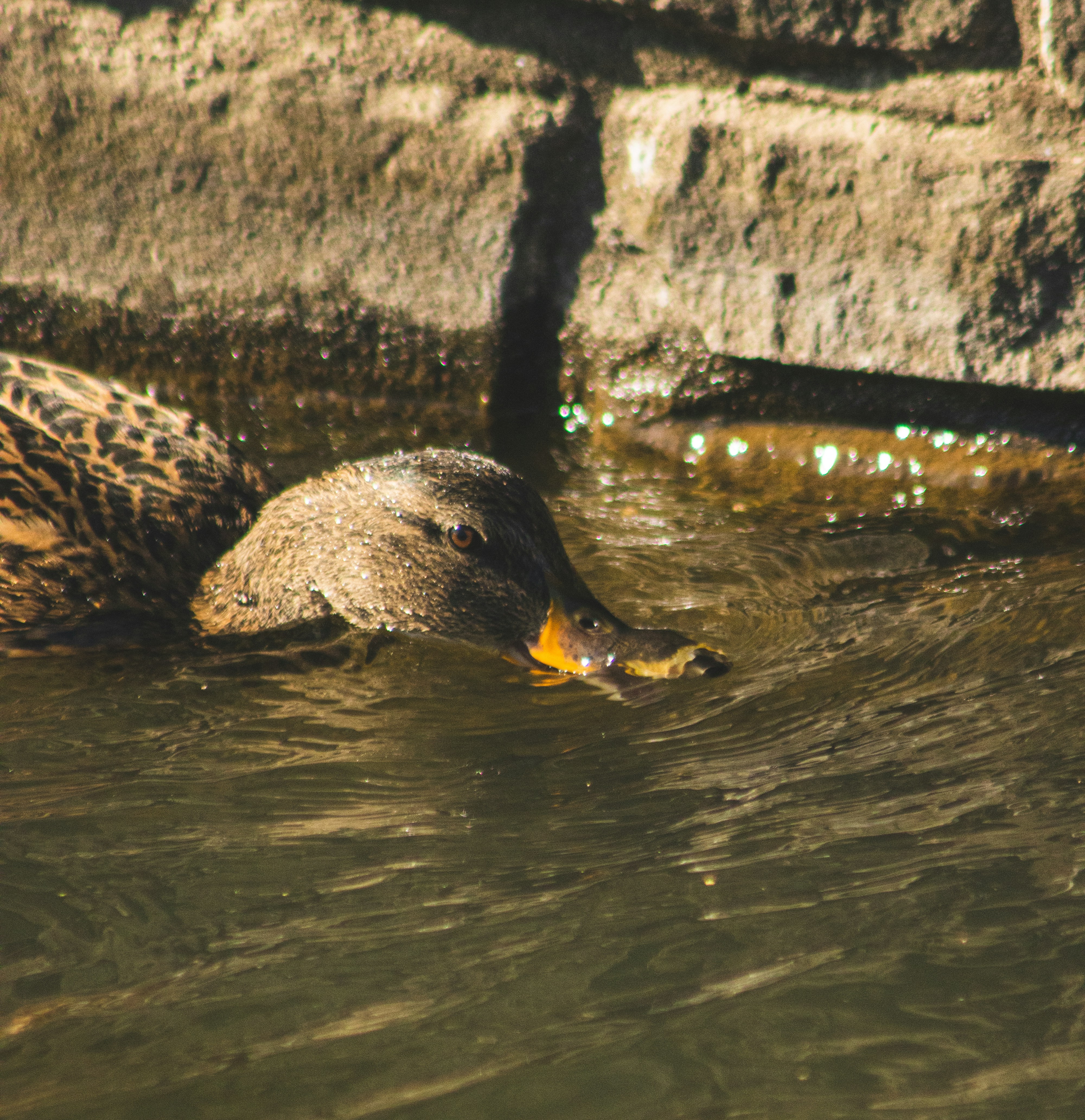 Photo by bcm_photography