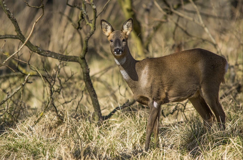 a small deer standing in a field next to a tree