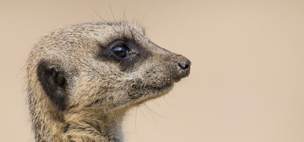 a close up of a meerkat's face