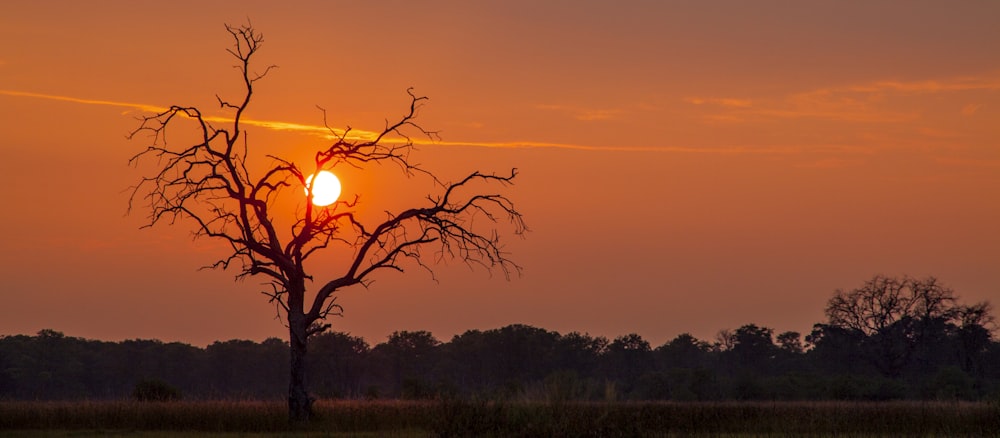 the sun is setting behind a tree in a field