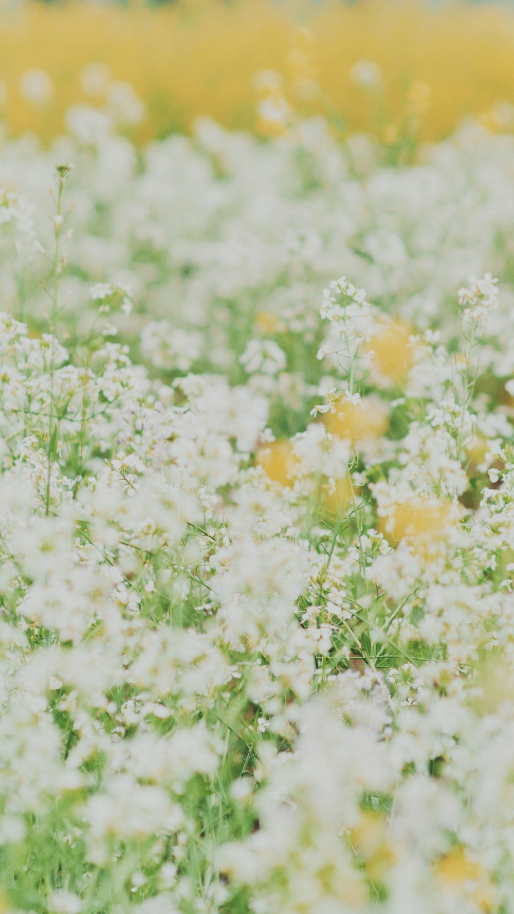 a close up of a flower