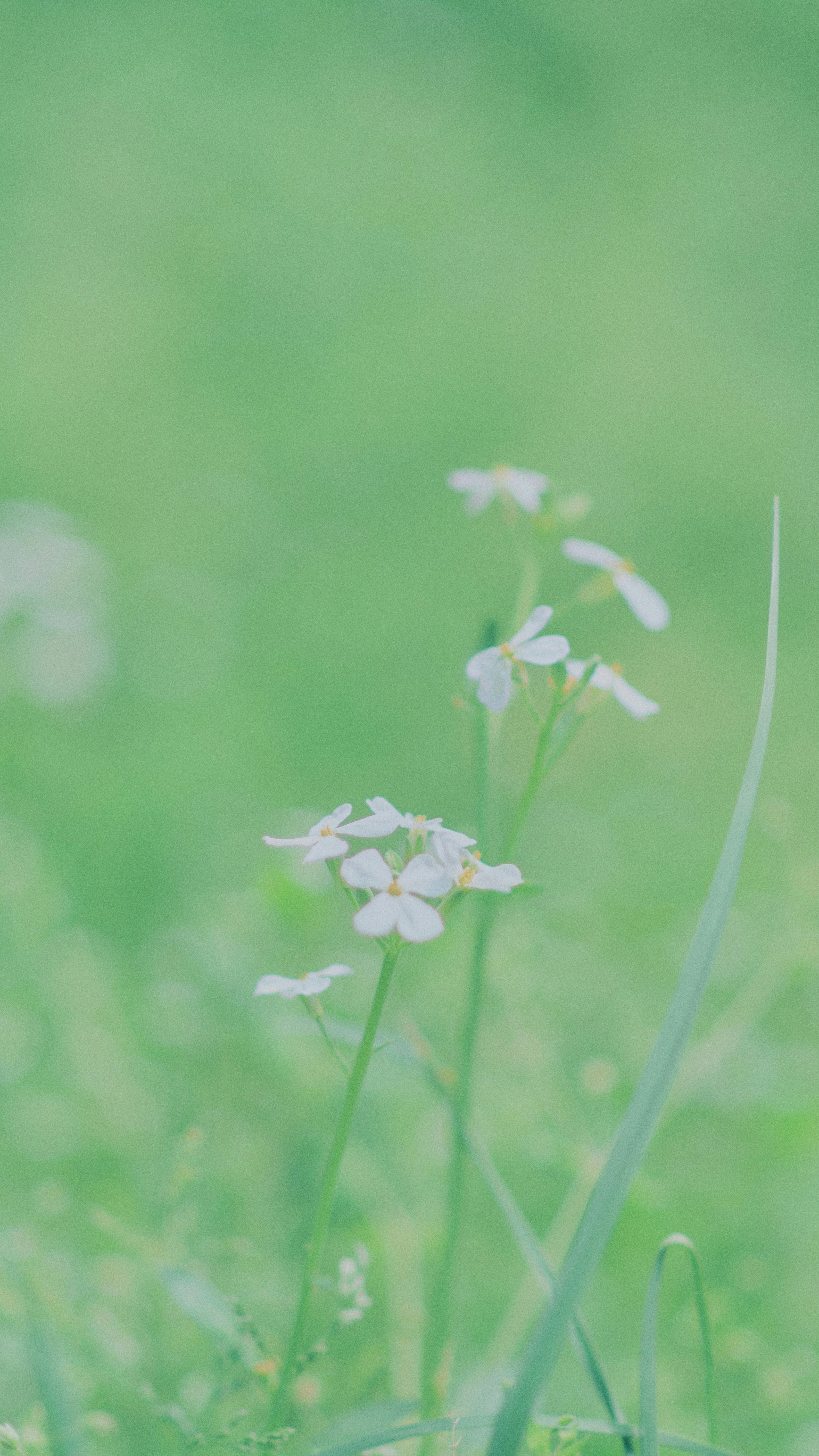 Photo by xiexianghua