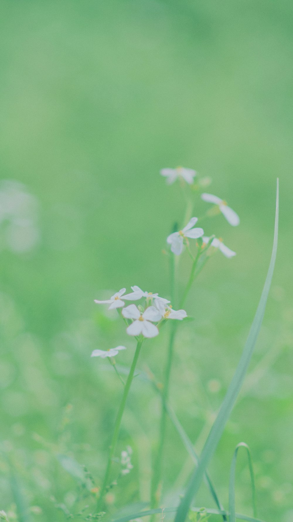 a close up of a flower