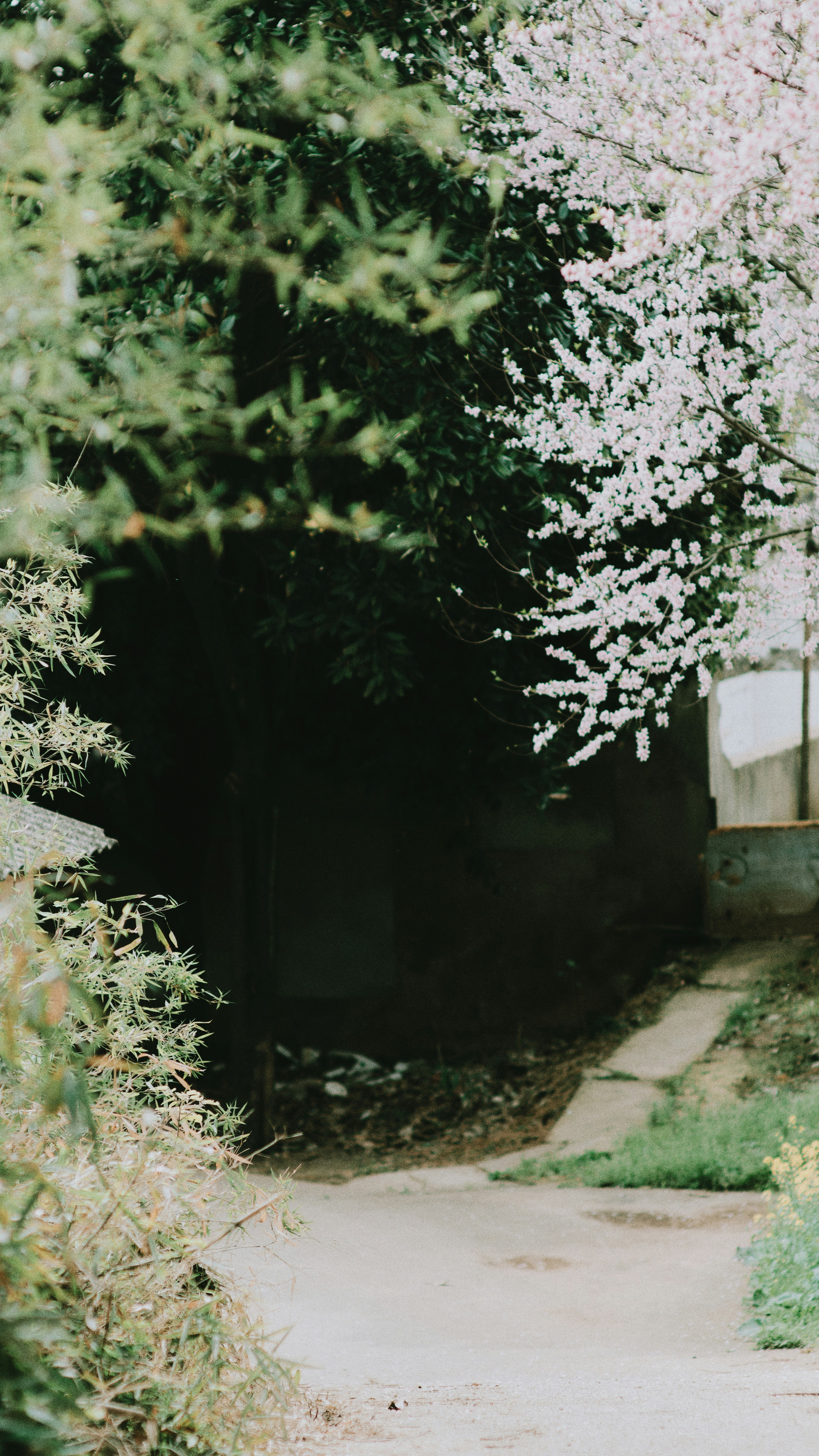 a close up of a garden