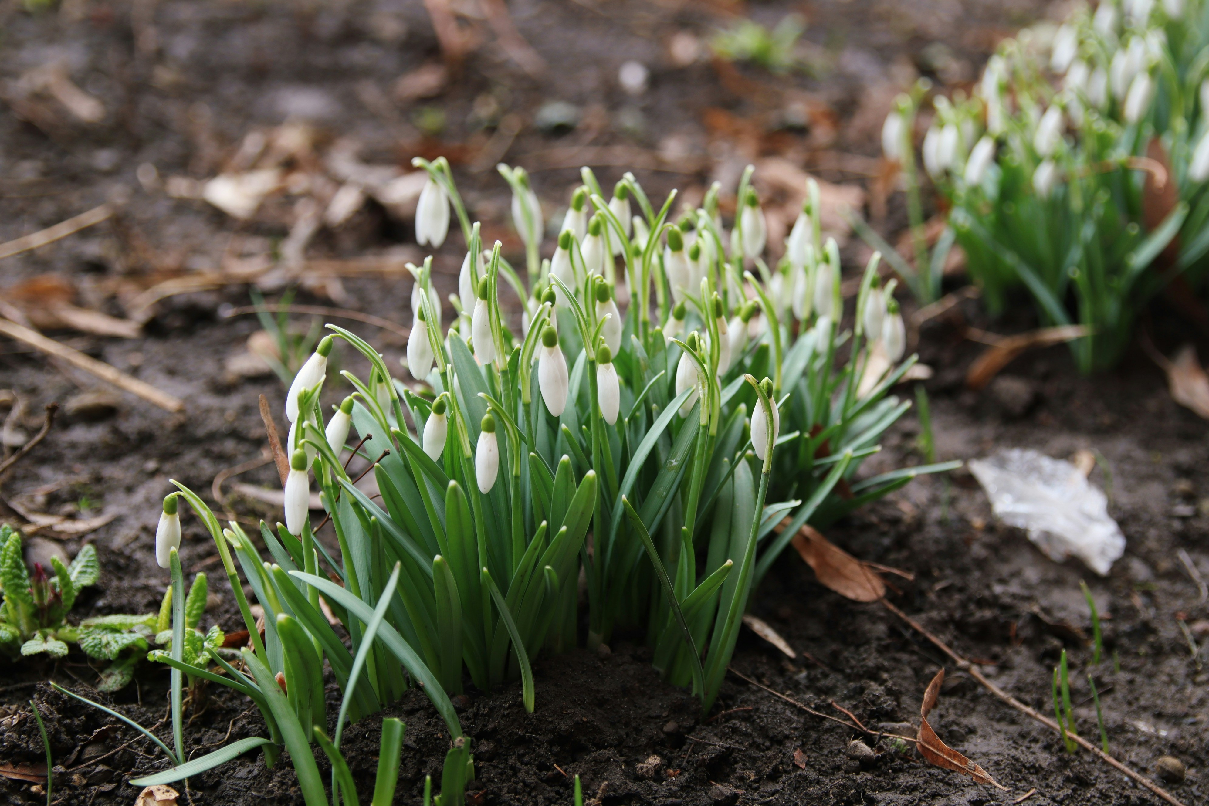 a group of snowdrops growing out of the ground