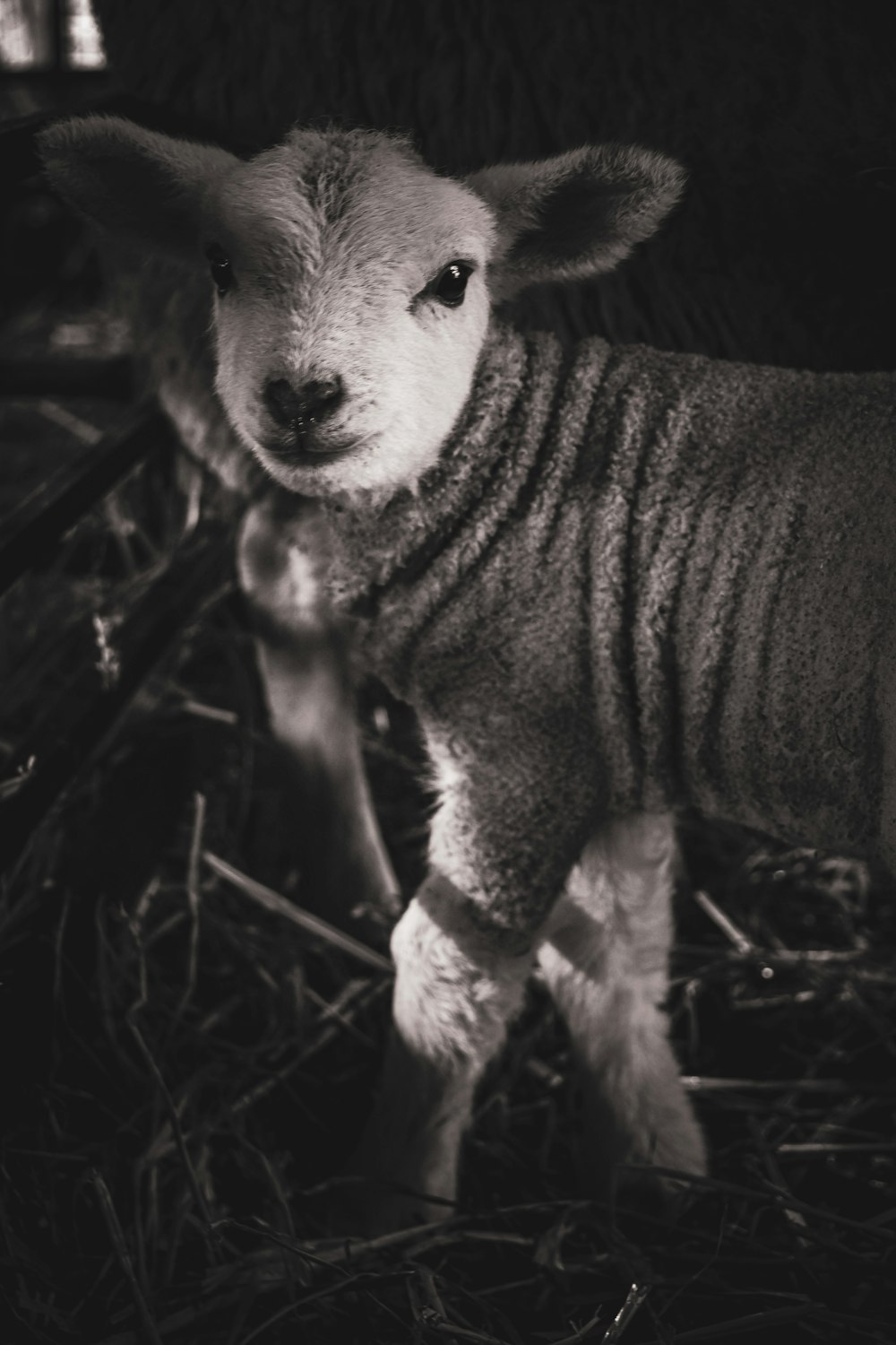 a small lamb standing on top of a pile of hay