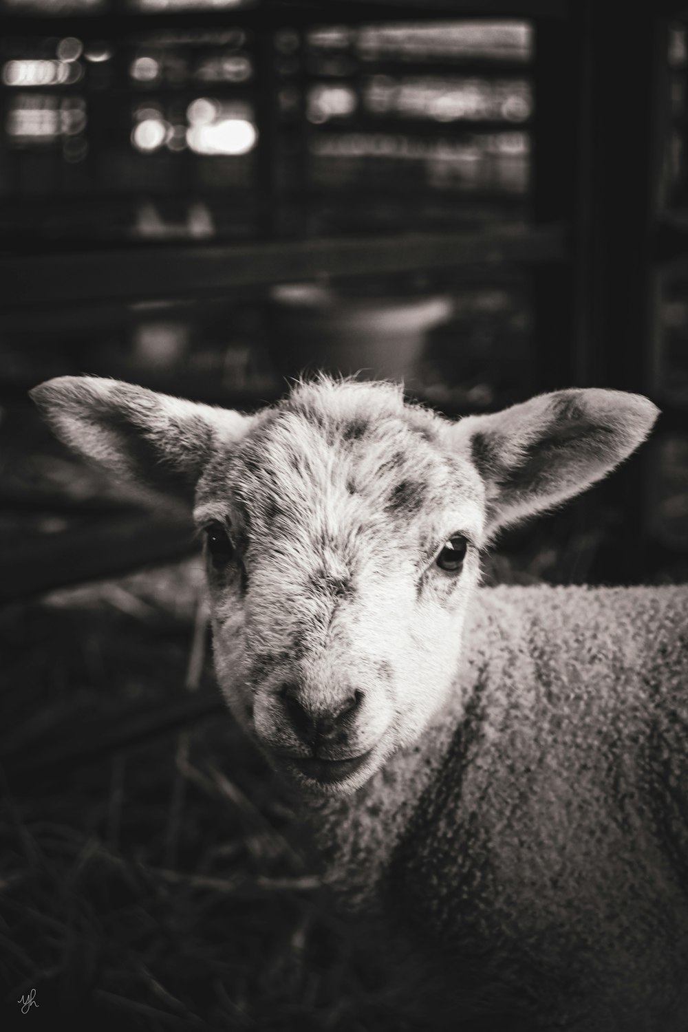 Una foto in bianco e nero di una pecora