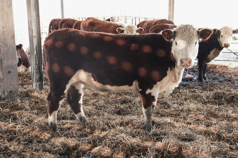 a herd of cattle standing on top of a dry grass field