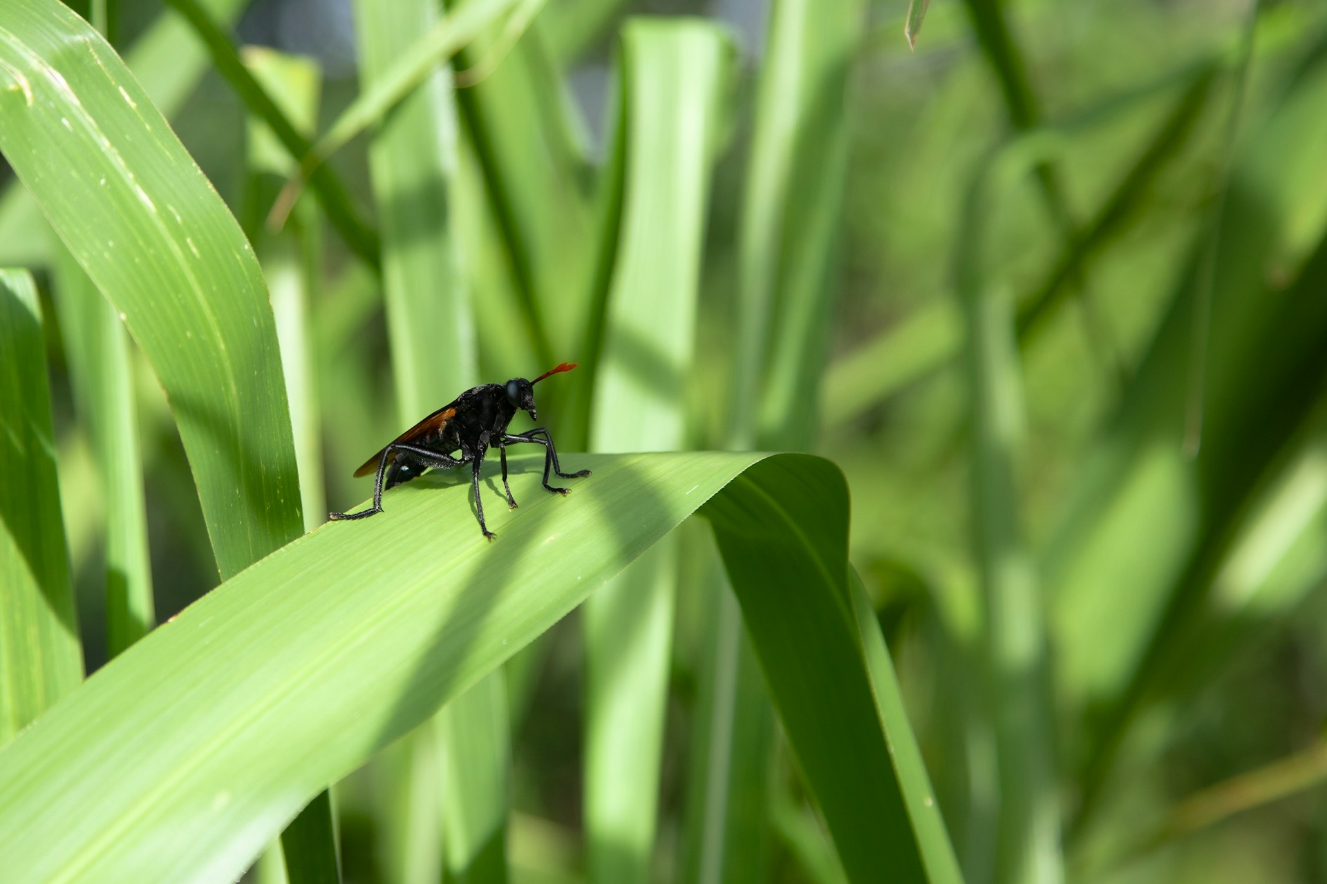 a bug sitting on top of a green leaf