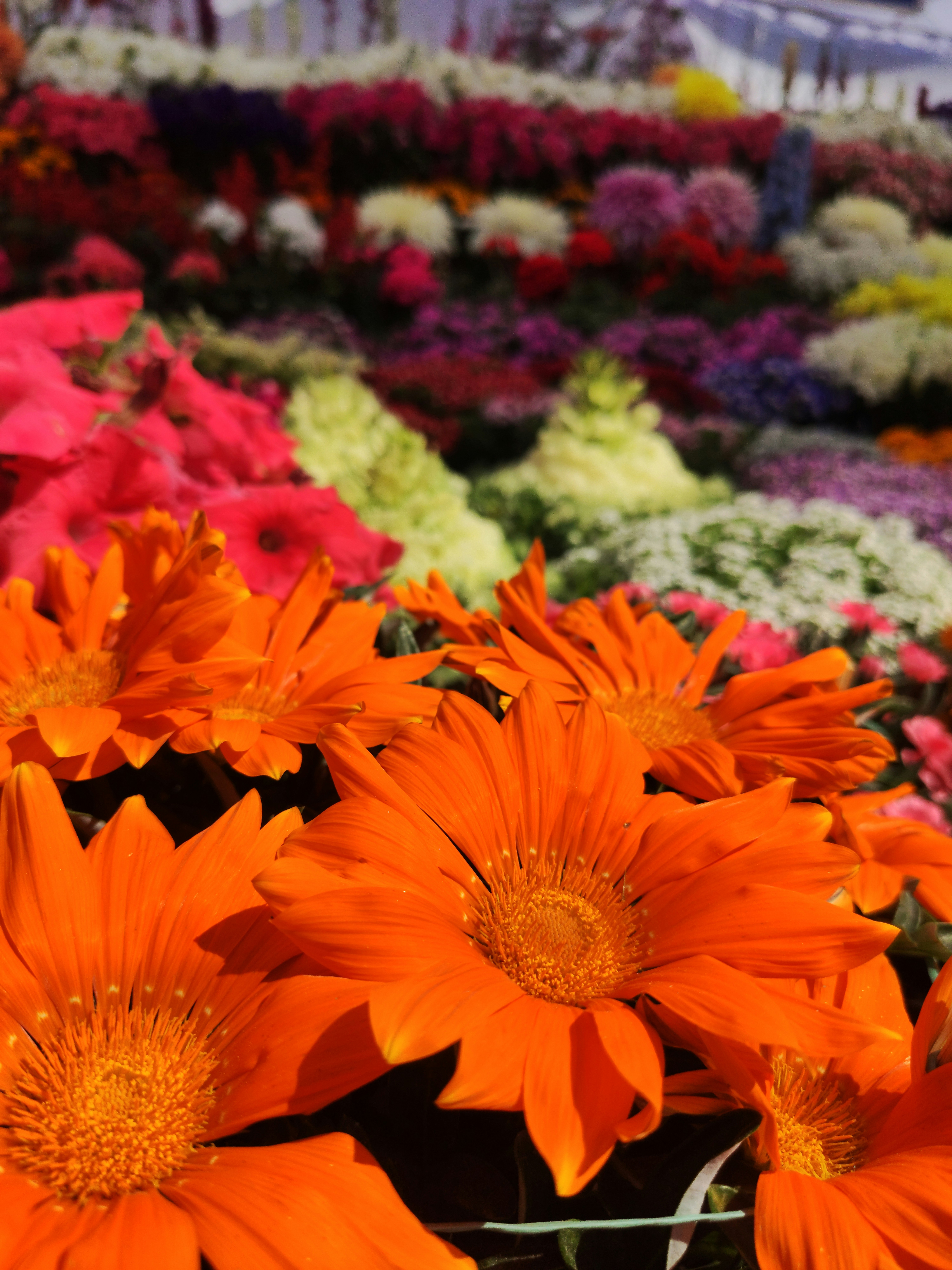 Photo by kartikeyaanand7